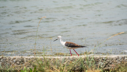 Cute water bird. Black winged Stilt feeding in the lake. Black winged Stilt, or or pied stilt, Himantopus himantopus.