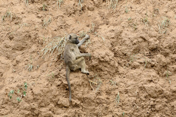 Young chacma baboon resting on a dirt cliff face