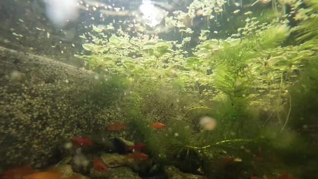 looking at the underwater scenery, a group of molly fish Xiphophorus maculatus swimming among the underwater plants.