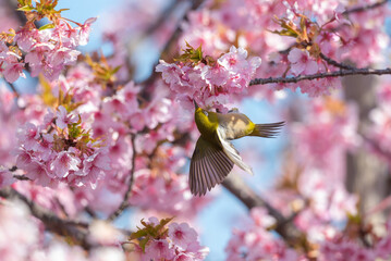 河津桜とメジロ
