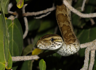 African Rock python in a tree in front of the restaurant at Letaba Camp, Kruger National Park