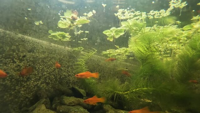 looking at the underwater scenery, a group of molly fish Xiphophorus maculatus swimming among the underwater plants.