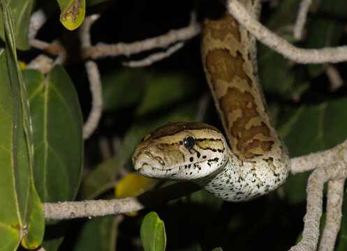 African Rock python in a tree in front of the restaurant at Letaba Camp, Kruger National Park