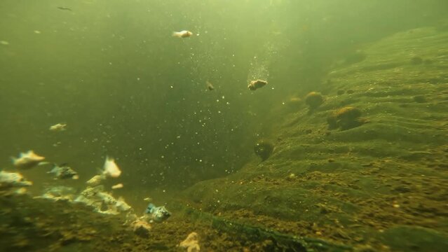 underwater video, see a group of molly fish Poecilia sphenops, fighting for food at the bottom of the pond.