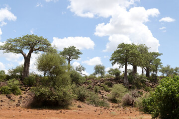 Fototapeta na wymiar Kruger National Park, South Africa: Adansonia digitata, the baobab tree