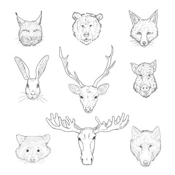 Vector Set of Sketch Forest Animals Heads.