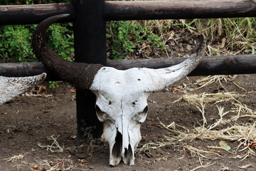 Kruger National Park, South Africa: buffalo skull