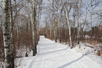 path in winter, William Hawrelak Park, Edmonton, Alberta