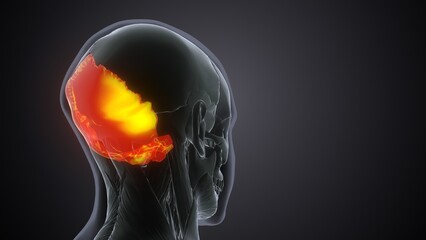3d illustration of human skeletion skull occipital bone anatomy 