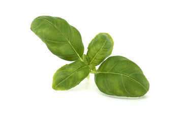 Sprig of basil on a white background