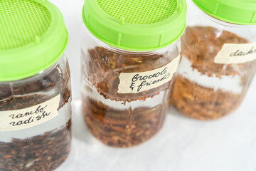 Growing sprouts in a jar