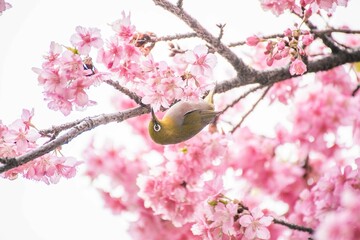 サクラ