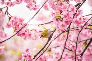 サクラ