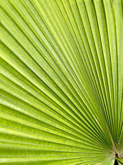 Obraz premium Palm leaf texture for spring and summer background. Tropical green leaves background and texture. Botany green banner