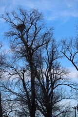 Bald eagle nest in the top of trees