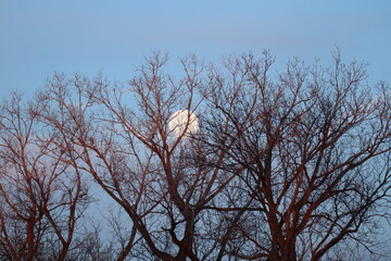 full moon behind tree branches