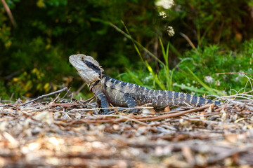 Australian water dragon (Intellagama lesueurii)