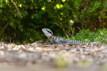 Australian water dragon (Intellagama lesueurii)