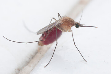 Mosquito after sucking blood is finished.