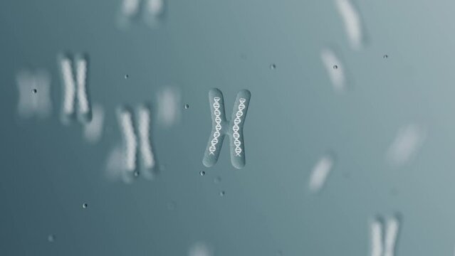 X Chromosomes with DNA helix inside under microscope. Human chromosome.