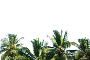 palm tree in the wind. coconut tree for summer decoration on white background