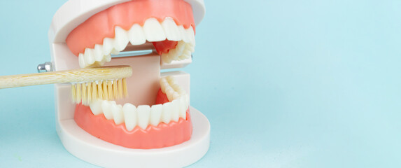 False teeth with and wooden toothbrush. Artificial jaw on blue background, close-up. Dentoform, Dental teeth model. Model of jaw is used to demonstrate how human teeth and jaw clean.