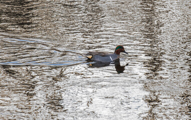 Green winged teal duck swimming leaving ripples in its wake