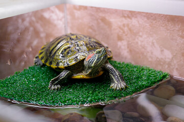 Emydidae at home, turtle at home