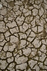 Cracked earth. Dehydrated soil faded in the sun. Texture of desert land. Background for design. 