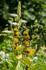 Gentiana lutea growing in mountains	