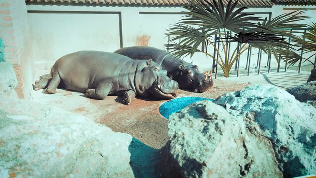 Hippo Couple Laying in the Sun Romantic Jungle Valentines Hearts and Farts