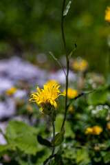 Hieracium villosum flower growing in mountains	