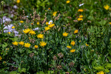 Hieracium villosum flower growing in mountains	