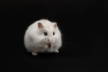 A small white Djungarian hamster sits on its hind legs on a black background. A fluffy white rodent with black eyes is washing its face. Studio shot of a cute pet. Isolated, horizontal photo