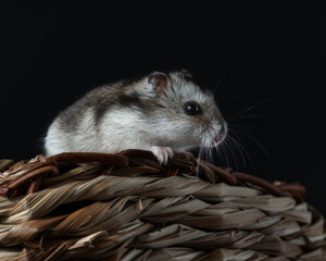 A small gray hamster sits on a wicker basket. Portrait of a Djungarian hamster on a black background. Studio shot of isolated fluffy pet. Dark key