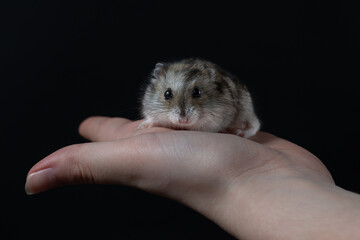 A small gray hamster sits in the palm of a girl. Portrait of baby Djungarian hamster on a black background. Studio shot of isolated fluffy pet. 