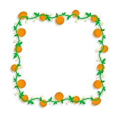 Fototapeta premium Square frame with mandarin fruit and blossoming orange branches. Weave border isolated on white background. Vector decorative element
