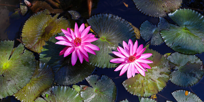 beautiful lotus flower in the garden - water lily flower