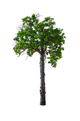 isolated big tree on White Background. Large trees database Botanical garden organization elements of Asian nature in Thailand,