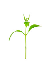 Naklejka na ściany i meble The tree is growing isolated on a white background. New Life idea concept with seedling growing sprout (tree).business development and eco symbolic.