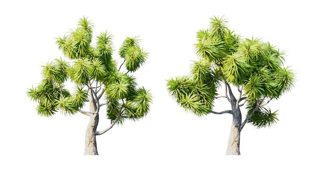 Growing trees isolated with alpha.3D animation growth grow from small to large, Cordyline trees animate in the wind include alpha channel tree. Tree isolated Separated with alpha channel.