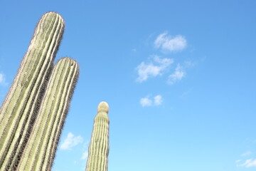 Saguaro cactus and blue sky background