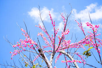 beautiful pink flowers against blue sky
