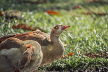 beautiful livestock egyptian geese on the meadow