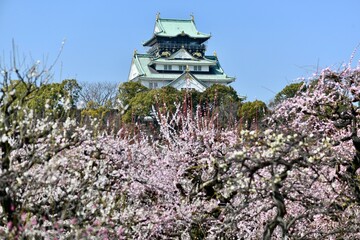 大阪城の梅林