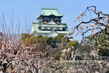 Naklejka premium 大阪城の梅林