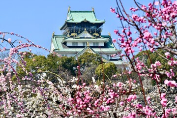 Obraz premium 大阪城の梅林