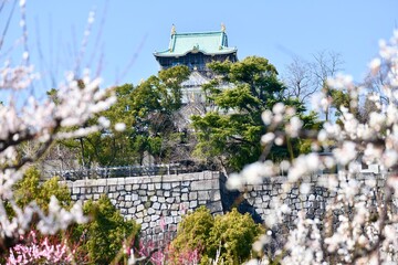 大阪城の梅林