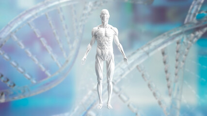 The white muscle model on Dna background for sci or health and medical concept 3d rendering
