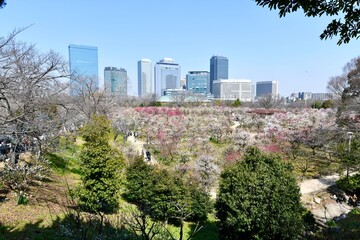 Obraz premium 大阪城の梅林